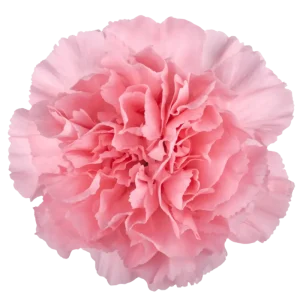 5. Carnation Verona