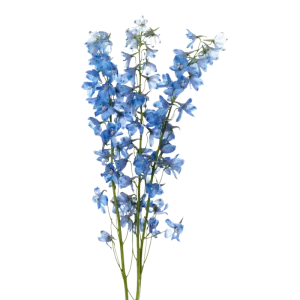 5. Light Blue Sky Waltz Delphinium