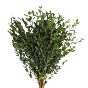 5. Parvifolia Eucalyptus