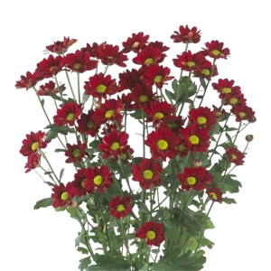 5. Red Pompon Daisy