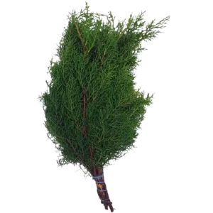 50. Cypress Pine