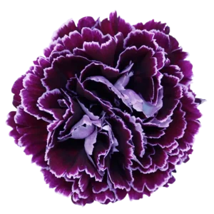 51. Carnation Bicolor Purple Minerva