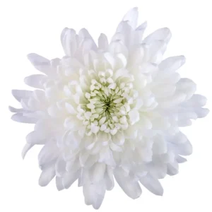 51. White Chita Cremon