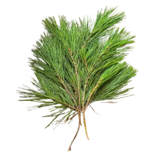 51. White Pine Tips