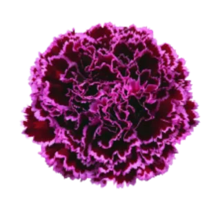 52. Carnation Bicolor Nobbio Violet