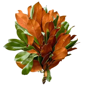 52. Magnolia