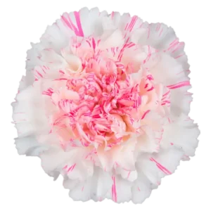 53. Carnation Bicolor White Pink Yukari Cherry