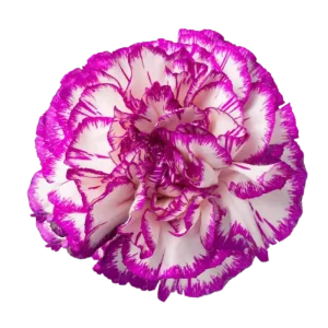 54. Carnation Bicolor White Purple Kino