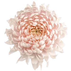 54. Peach Pink Fantasia Cremon