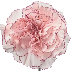 55. Carnation Bicolor White Purple Mariposa