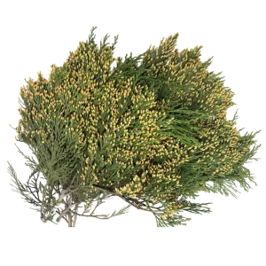 55. Gold Tips Cedar
