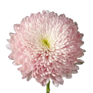 55. Pink Dusty Empress Cremon
