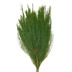 57. Australian Pine