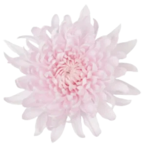 57. Pink Yerevan Cremon