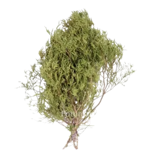 58. Green Cedar