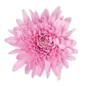 58. Lavender Golosina Cremon
