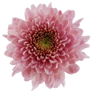 59. Pink Antique Empress Cremon