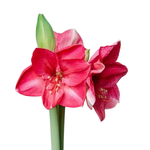 6. Amaryllis Hercules