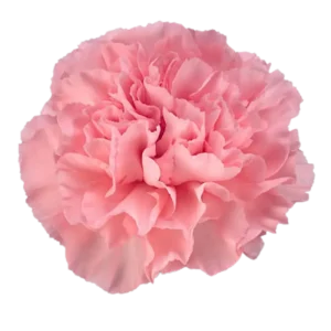 6. Carnation Nahema