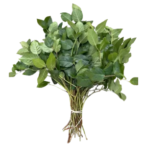 6. Lemon Leaf