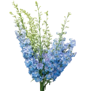 6. Light Blue Triton Delphinium