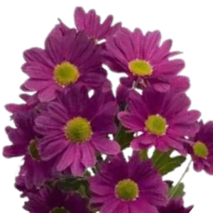 6. Purple Pompon Daisy