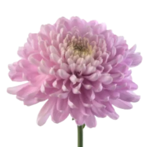 60. Lavender Rossano Cremon