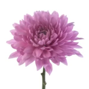 61. Lavender Carina Cremon