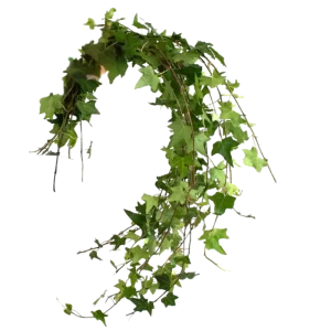 62. Ivy Green