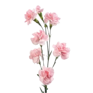 62. Mini Carnation Light Pink