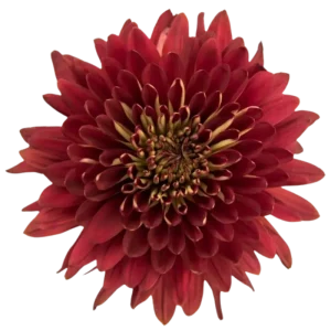 62. Red Magna Cremon