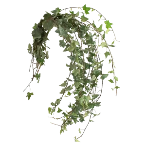 63. Ivy Variegated
