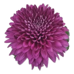 65. Purple Lamira Cremon