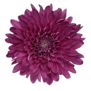 66. Purple Desna Cremon