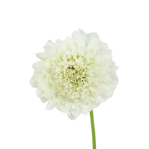 66. White Scabiosa