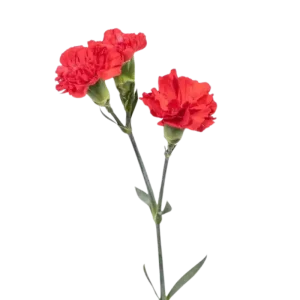 67. Mini Carnation Red