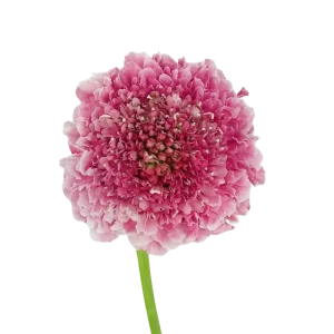 68. Pink Scabiosa