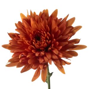 68. Red Copper Cremon
