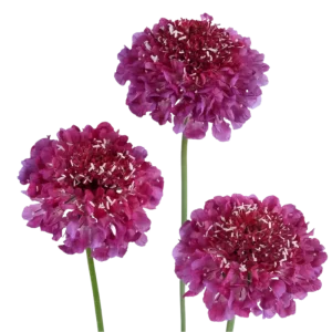 69. Hot Pink Scabiosa