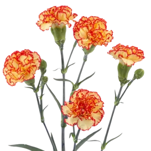69. Minicarnations Bicolor Edison