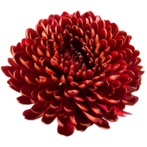 69. Red Virginia Cremon