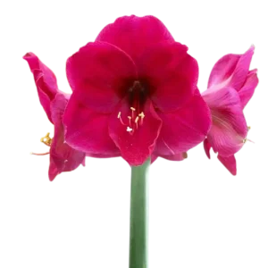 7. Amaryllis Lilac Favourite