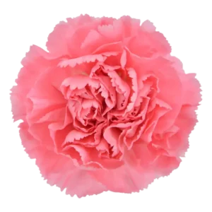 7. Carnation True Love