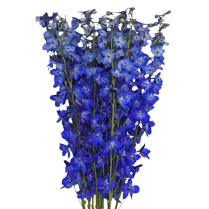 7. Dark Blue Sea Waltz Delphinium