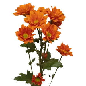 7. Orange Pompon Daisy