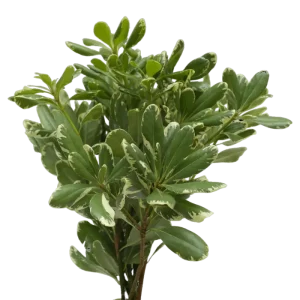 7. Pittosporum Variegated