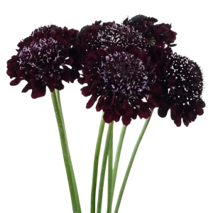 70. Blackberry Scabiosa