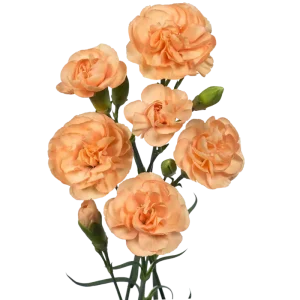 70. Mini Carnation Peach