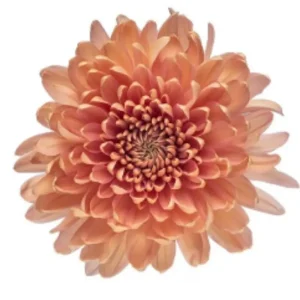76. Peach Linette Cremon