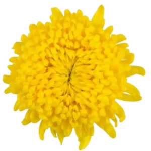 77. Yellow Gran Canaria Cremon